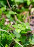 Galium kamtschaticum. Верхушка цветущего растения. Хабаровский край, р-н имени Лазо, дол. р. Ко, выс. ≈ 970 м н.у.м., ельник. 01.08.2026.