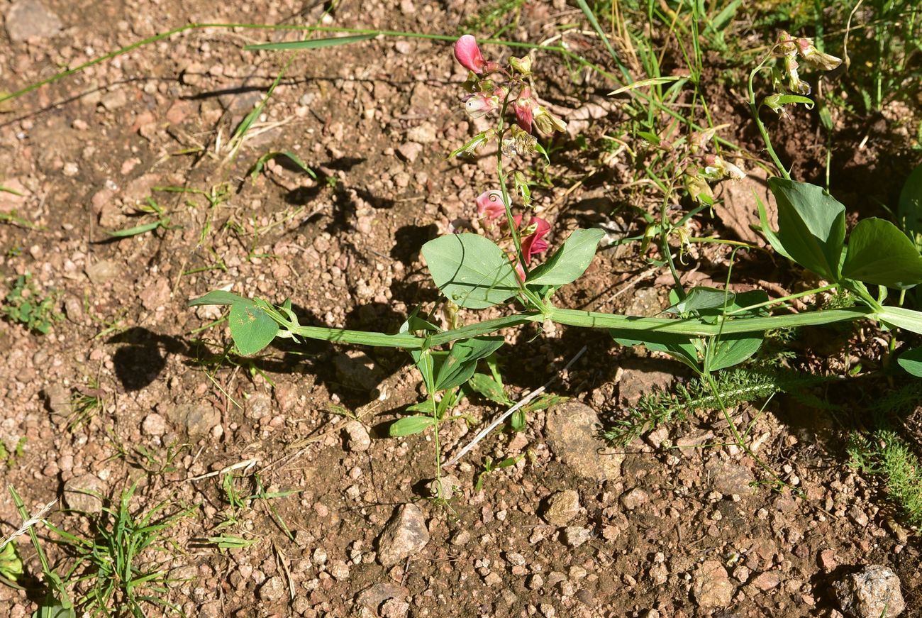 Image of genus Lathyrus specimen.