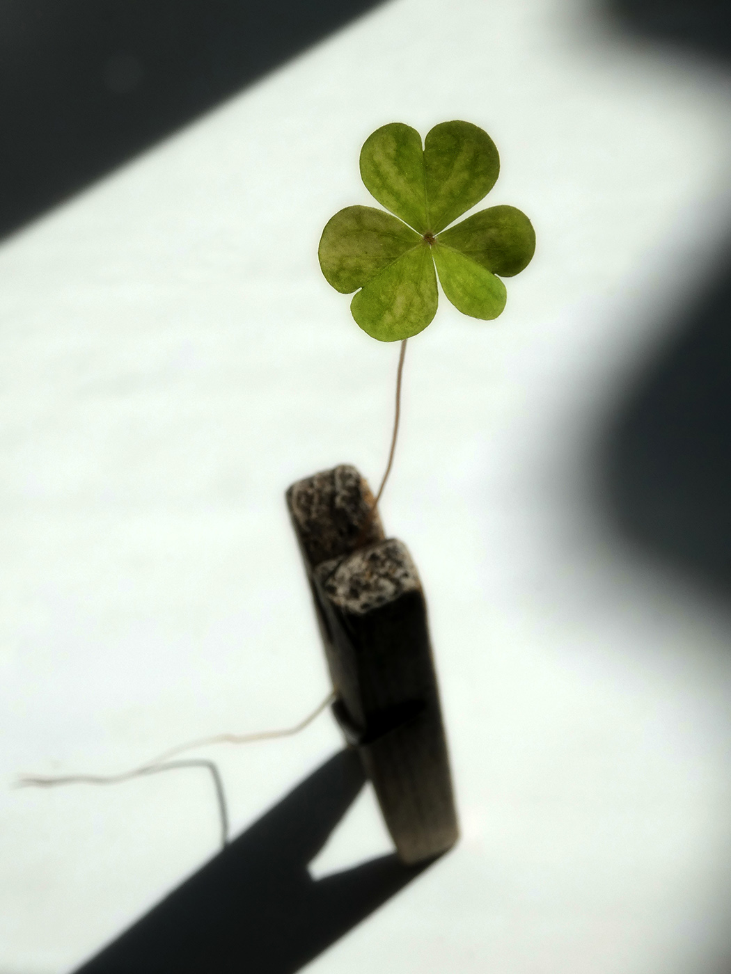 Изображение особи род Oxalis.