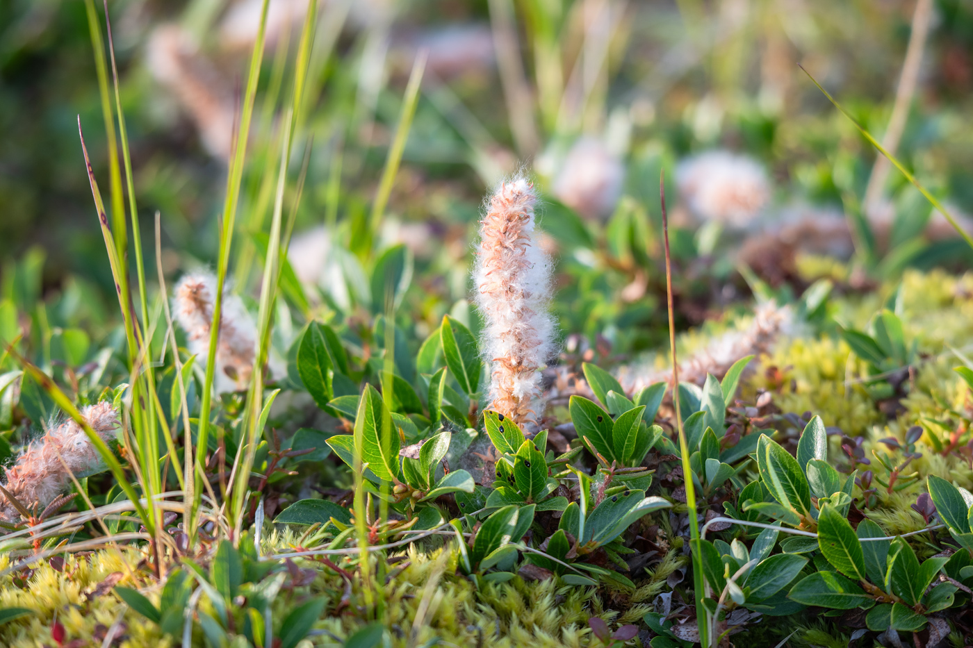 Изображение особи Salix arctica.