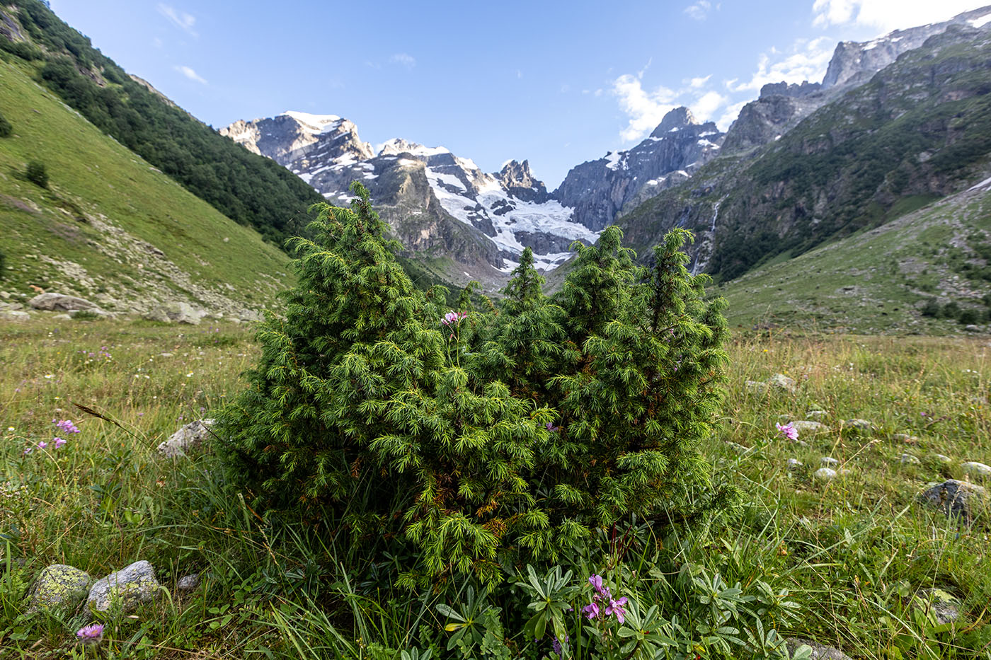 Image of Juniperus hemisphaerica specimen.