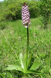 Orchis purpurea. Цветущее растение. Крым, окр. с. Перевальное, луг среди кустарников. 19 мая 2011 г.