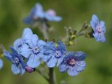 Cynoglossum capusii