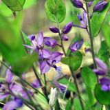 Polygala japonica