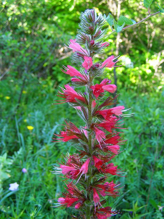 Изображение особи Echium popovii.