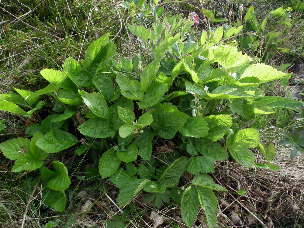 Image of Rubus saxatilis specimen.