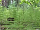 Equisetum sylvaticum