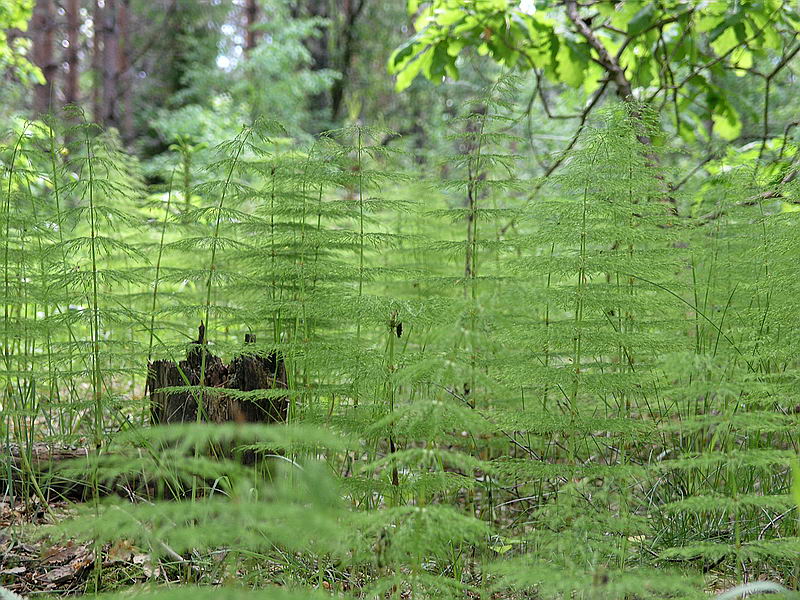 Изображение особи Equisetum sylvaticum.