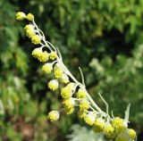 Artemisia absinthium. Часть соцветия. Украина, Донецкая область, Славянский р-н, окр. с. Маяки. 18.07.2011.