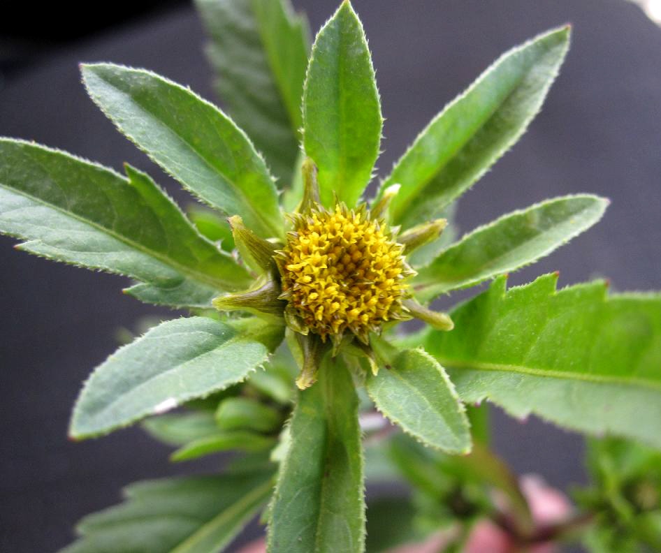 Image of Bidens minor specimen.