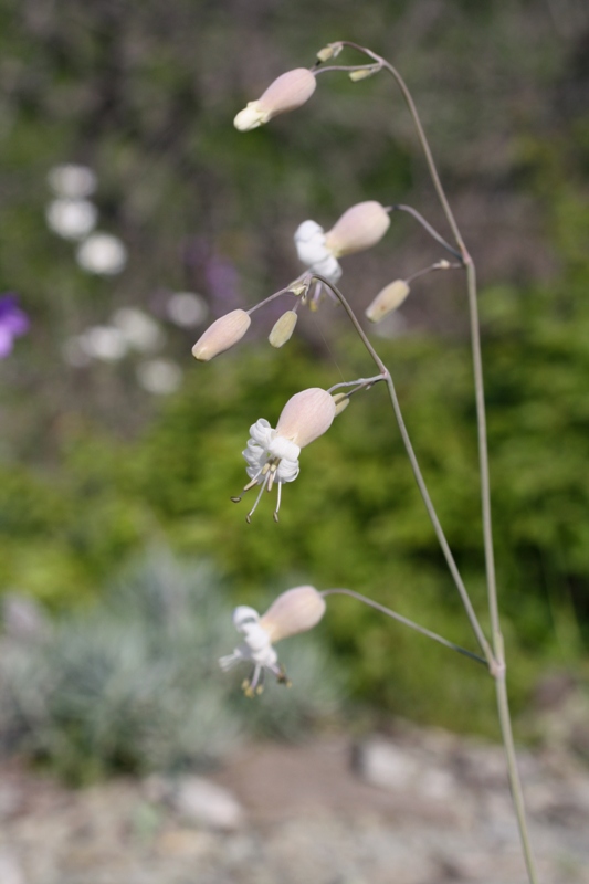 Изображение особи Oberna crispata.