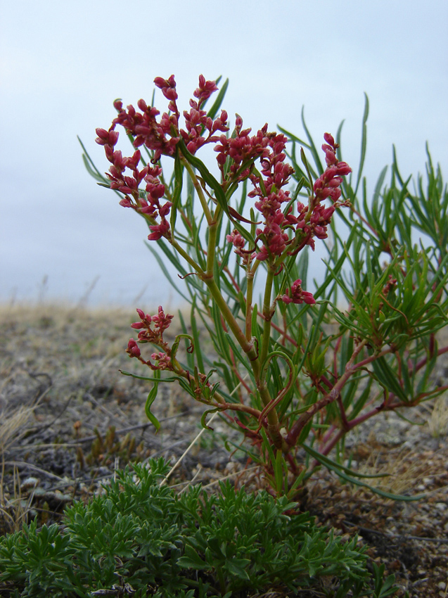 Изображение особи Aconogonon ocreatum.