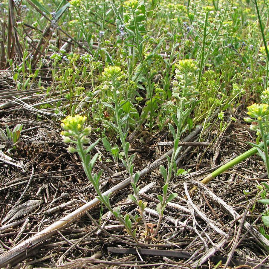 Изображение особи Alyssum simplex.