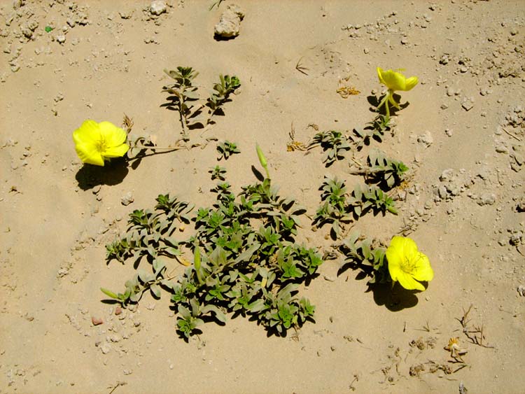 Изображение особи Oenothera drummondii.