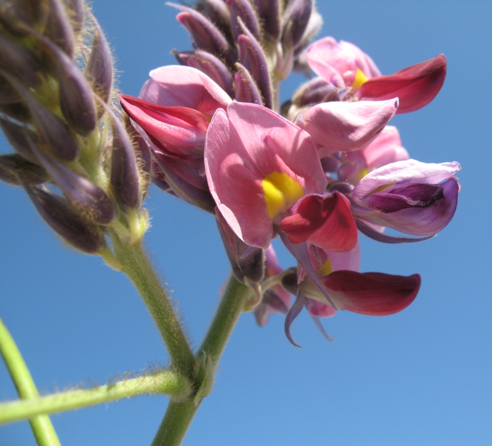 Изображение особи Pueraria lobata.