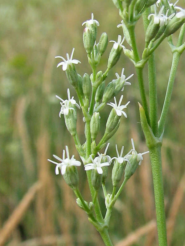 Изображение особи Silene wolgensis.