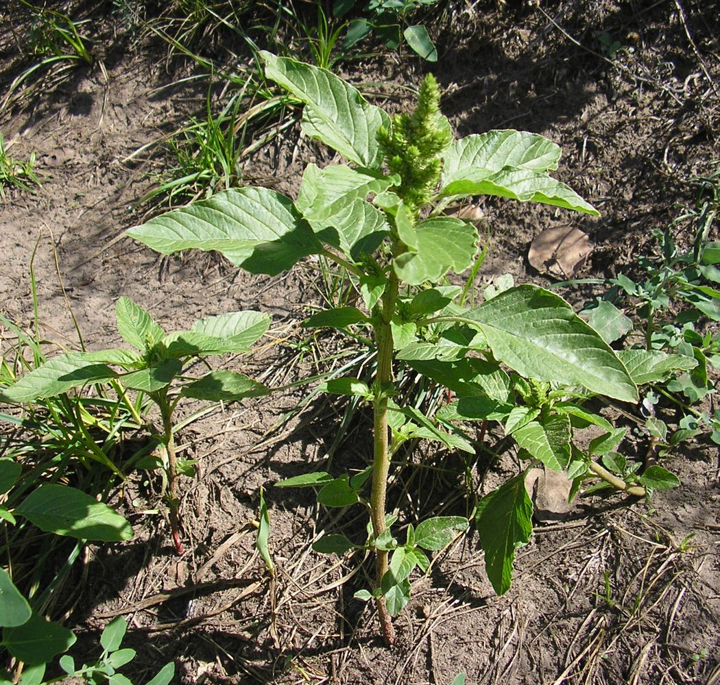 Изображение особи Amaranthus retroflexus.