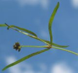 Potamogeton berchtoldii