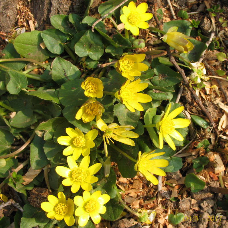 Image of genus Ficaria specimen.