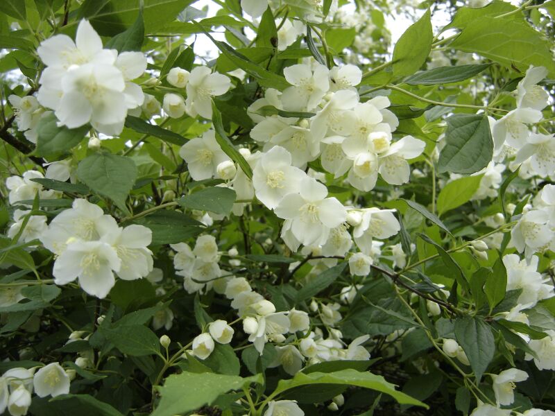 Image of Philadelphus coronarius specimen.