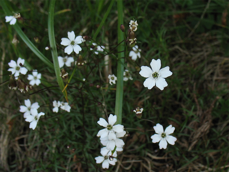 Image of Heliosperma carpaticum specimen.