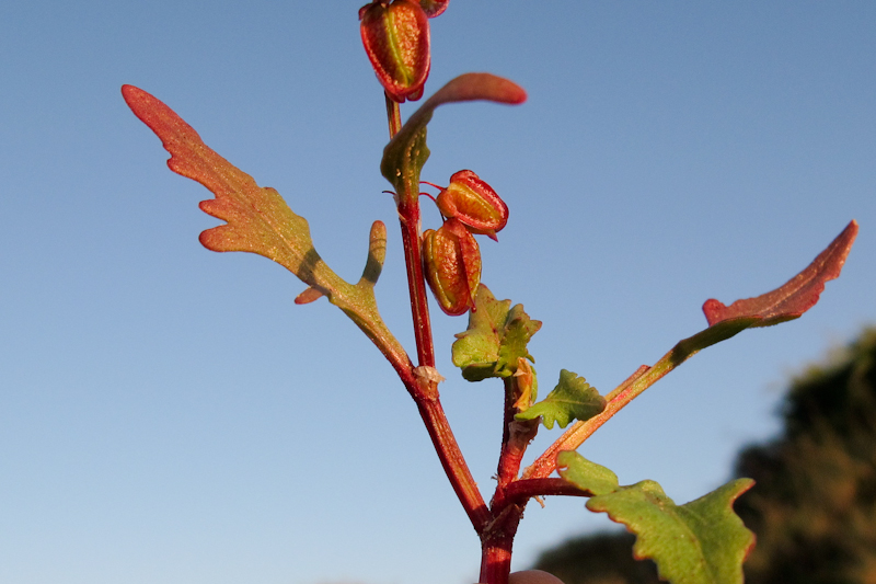 Image of Rumex occultans specimen.