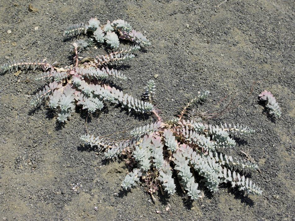 Изображение особи Euphorbia marschalliana.