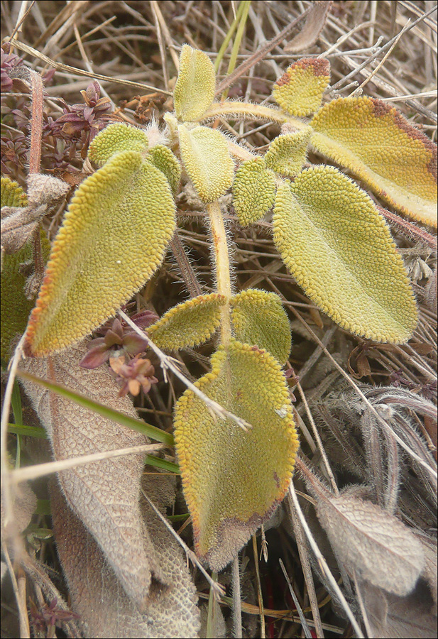 Image of Salvia ringens specimen.