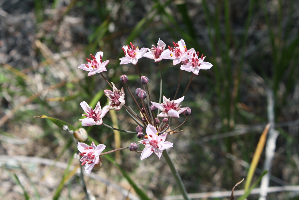 Image of Butomus umbellatus specimen.