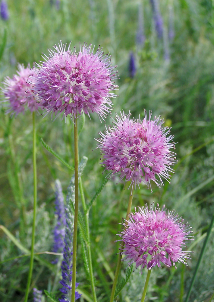 Image of Allium lineare specimen.