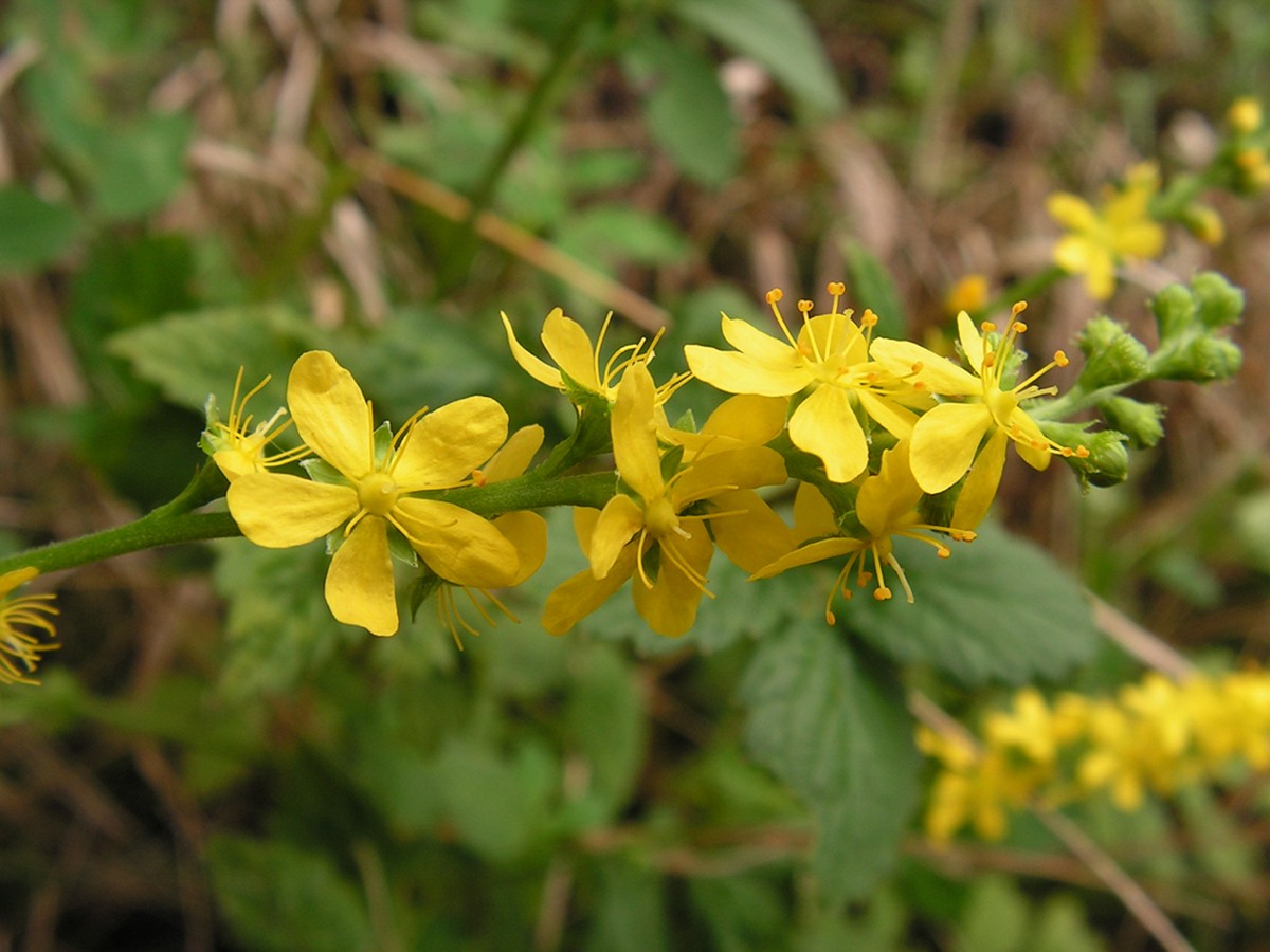 Image of Agrimonia coreana specimen.