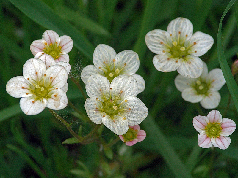 Изображение особи Saxifraga &times; arendsii.