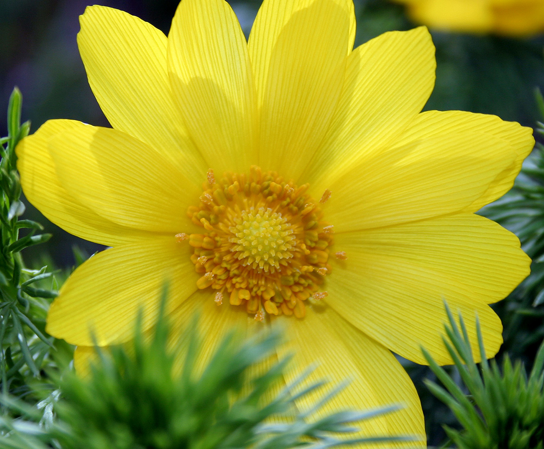 Image of Adonis vernalis specimen.