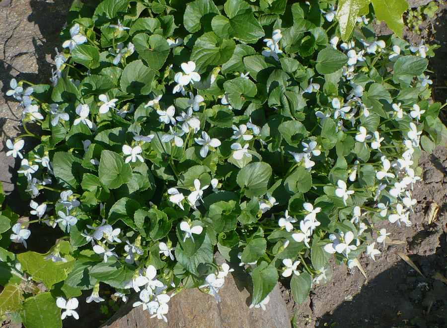 Image of Viola sororia specimen.