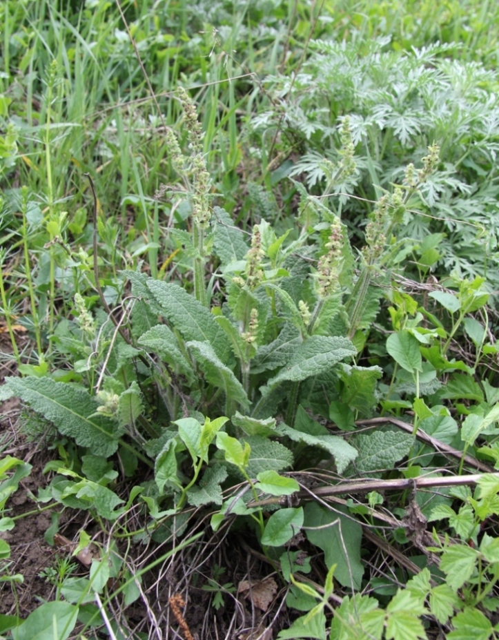 Изображение особи Salvia pratensis.