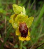 Ophrys lutea. Цветок. Испания, Страна Басков, провинция Алаба, Гарайо, берег водохранилища. Середина мая 2012 г.