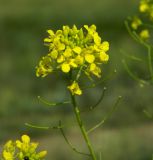 Sisymbrium loeselii. Соцветие с цветками и завязавшимися плодами. Украина, Донецкая обл., Артёмовский р-н, окр. с. Дроновка. 23.05.2012.