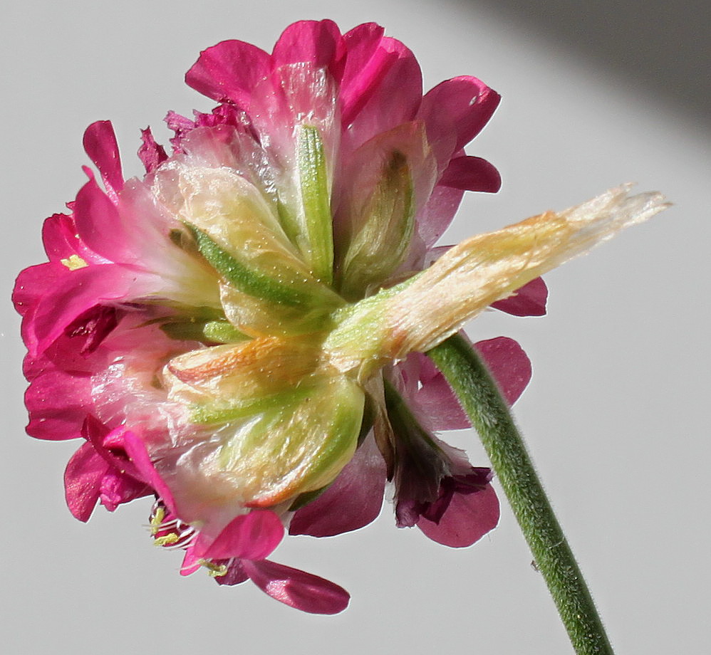 Image of Armeria maritima specimen.