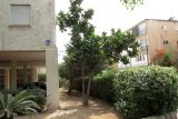 Ficus lyrata