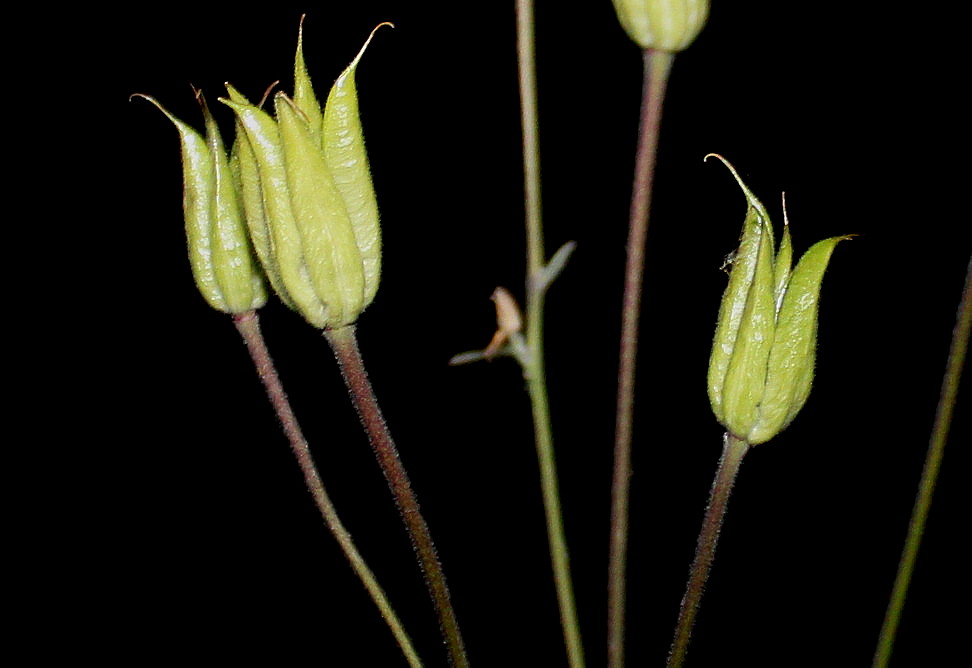 Image of genus Aquilegia specimen.