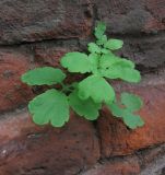 Chelidonium majus