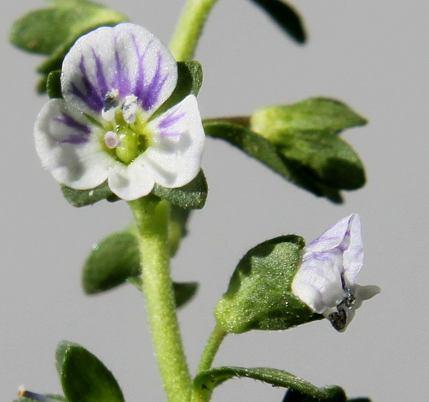 Изображение особи Veronica serpyllifolia.