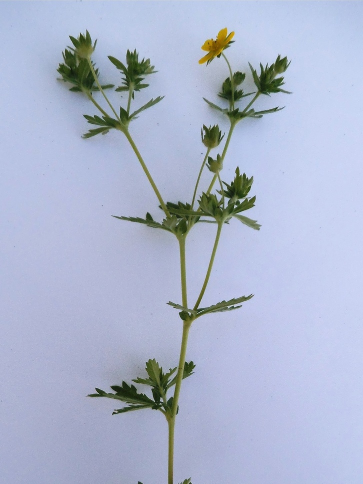 Image of Potentilla intermedia specimen.