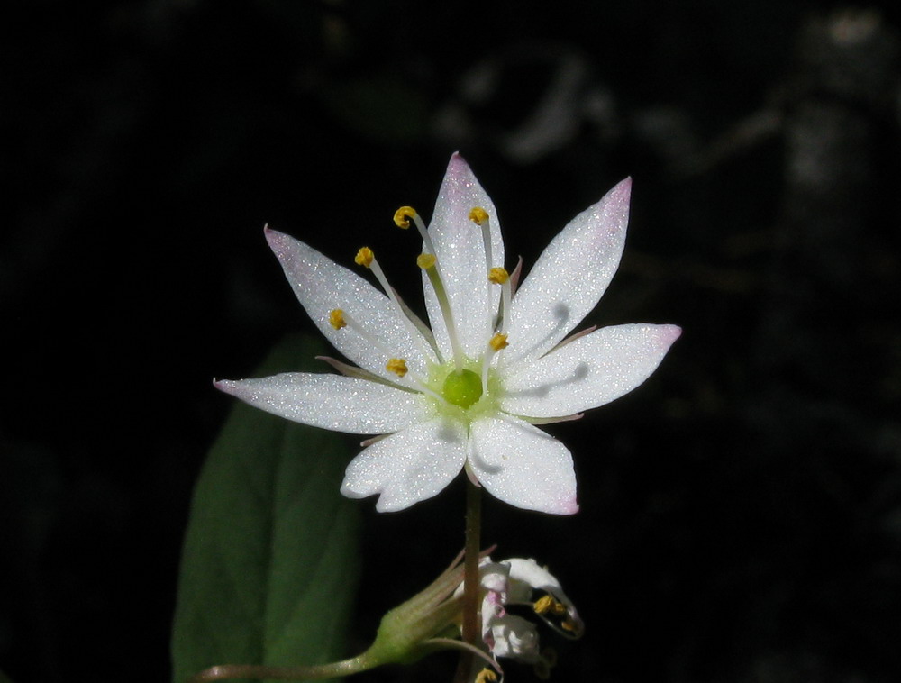 Изображение особи Trientalis arctica.