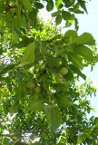 Juglans regia. Ветвь дерева с плодами. Зап. Крым, г. Саки, по улице в центре города. 29.08.2011.