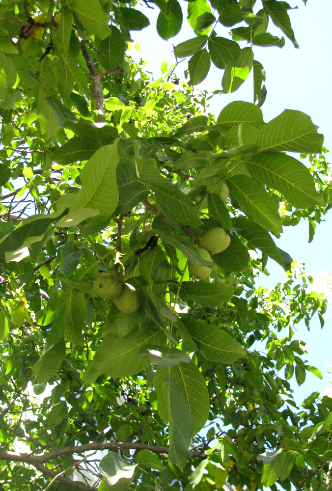 Image of Juglans regia specimen.