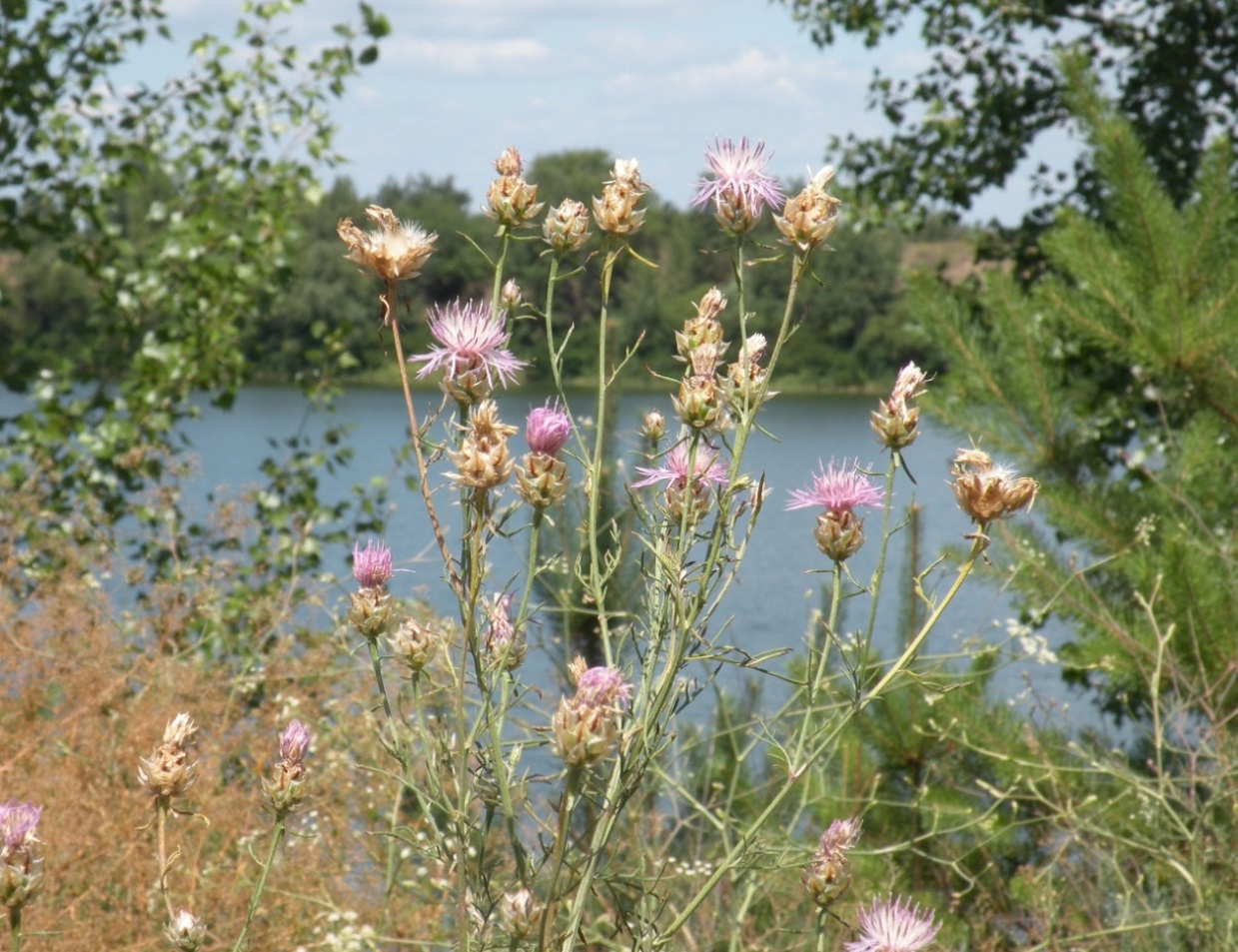 Изображение особи Centaurea konkae.