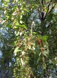 Betula pendula