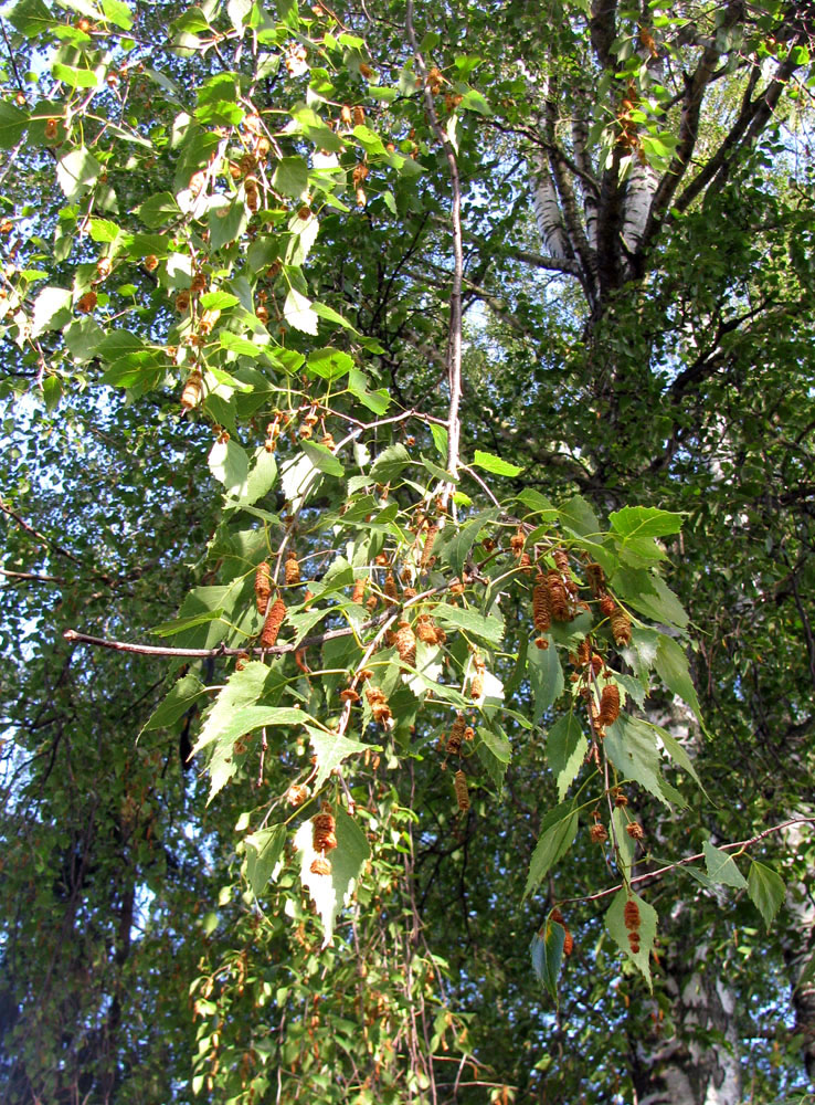 Image of Betula pendula specimen.