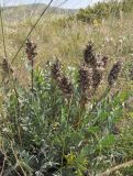 Astragalus follicularis